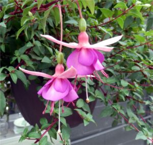 Hanging Basket Fuchsia