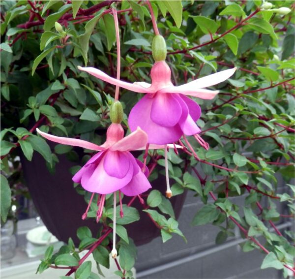 Hanging Basket Fuchsia