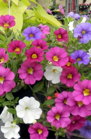 Hanging Flower Basket