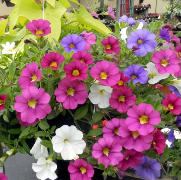 Hanging Mixed Flower Basket